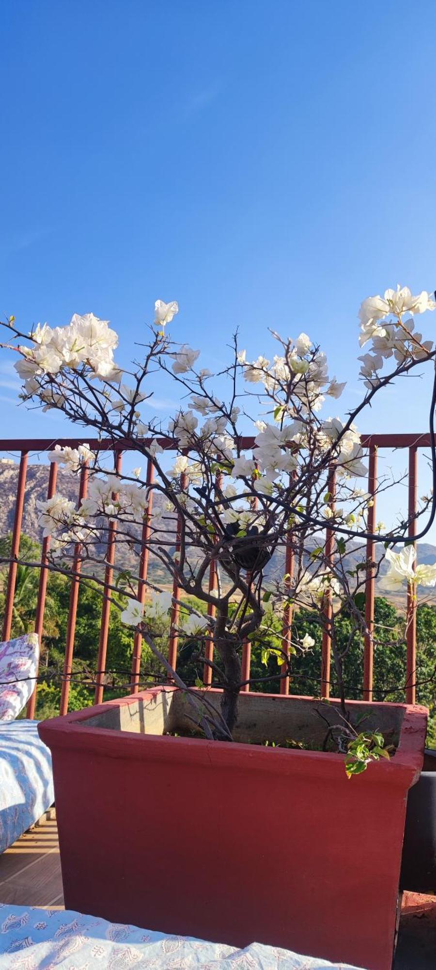 The Secret Garden Bed & Breakfast Pushkar Luaran gambar